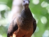 Sickle-winged guan2