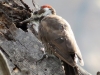 Arizona Woodpecker2