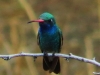 Broad-billed Hummingbird2