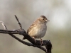 cassins-sparrow