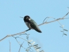 costas-hummingbird
