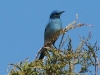 mountain-bluebird2
