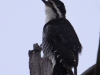 black-backed-woodpecker2