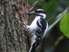 hairy-woodpecker4