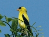 American Goldfinch2