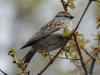 Chipping sparrow2
