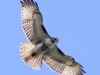 Red-tailed soaring