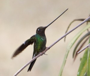 041 Sword-billed Hummingbird