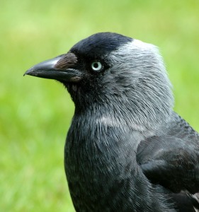 Eurasian Jackdaw2