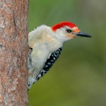 Woodpeckers 