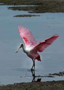 Herons, Egrets, and Relatives