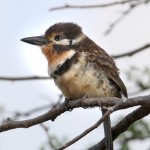 russet-throated-puffbird