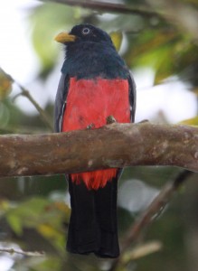 trogon