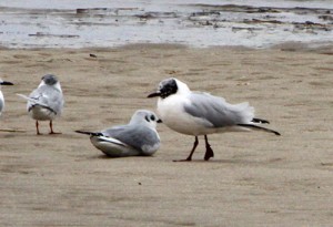 Black-headed Gull; Cape May.