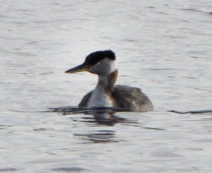 Red-necked Grebe