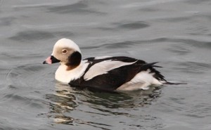 Long-tailed Duck, Avalon jetty.