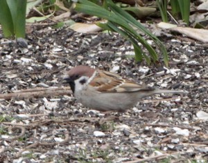 Eurasian Tree Sparrow, Cape May ,March 2014