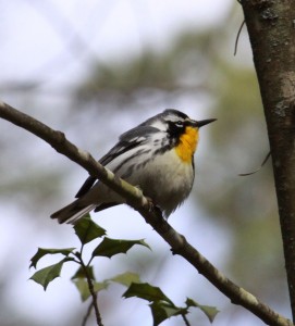 Yellow-throated Warbler, Atlantic County Park