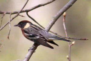 Bay-breasted Warbler