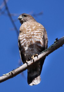 Broad-winged Hawk, High Point State Park