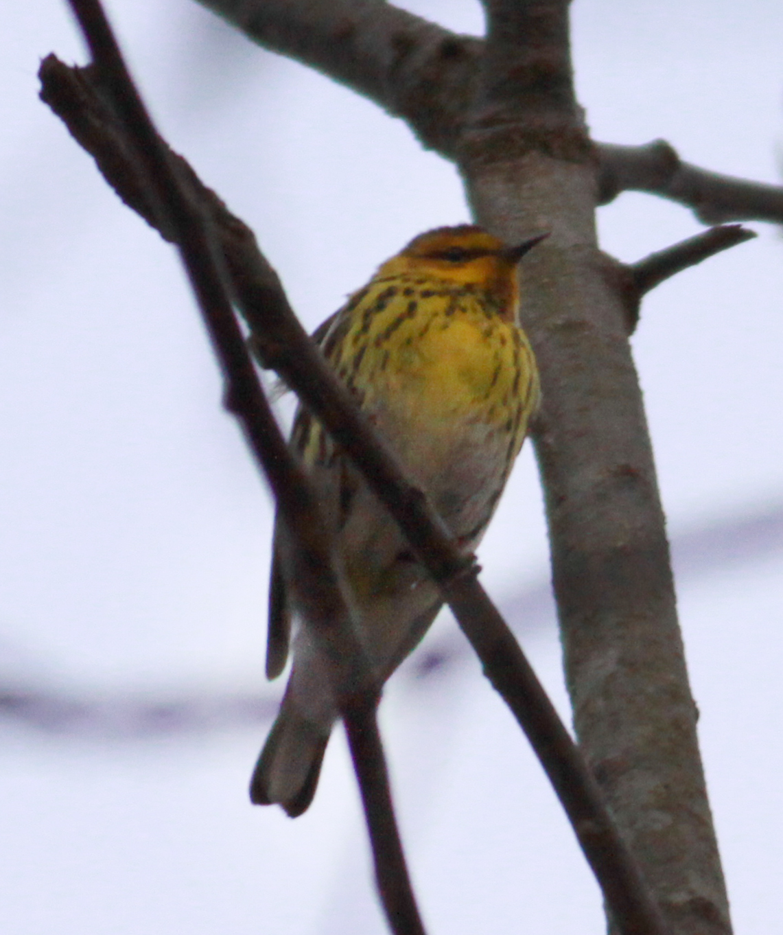 Baltimore Oriole and Cape May Warbler: May 2021