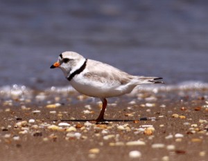 Piping Plover, Sandy Hook