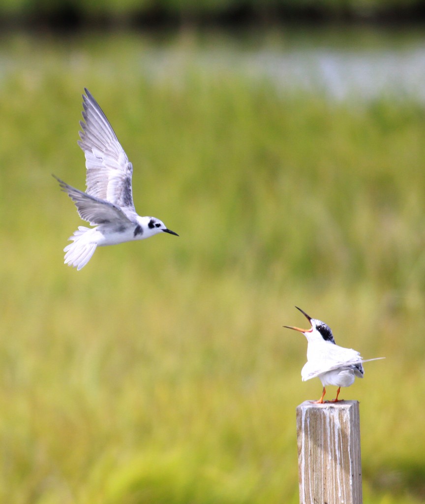 Black Tern