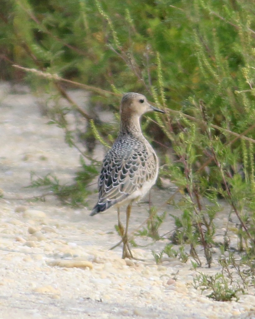 Buff-breasted Sandpiper