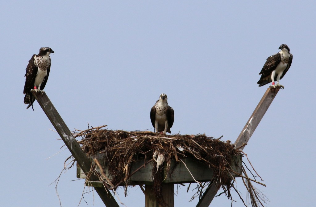 Banded Ospreys