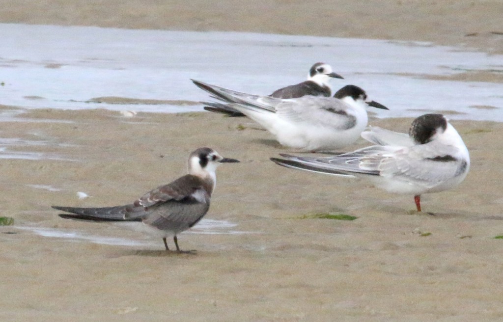 Black Terns