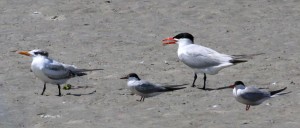 Caspian and Royal and Forsters Terns