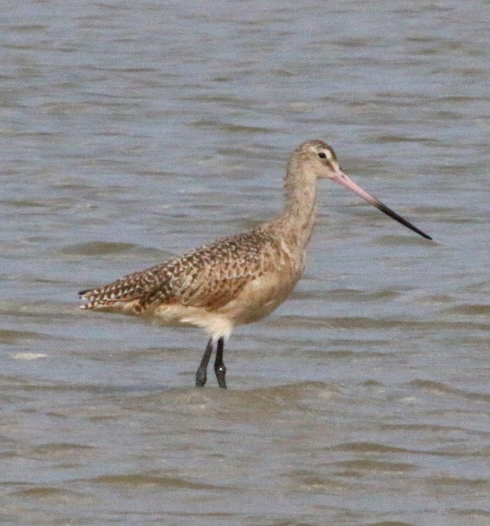 Godwit