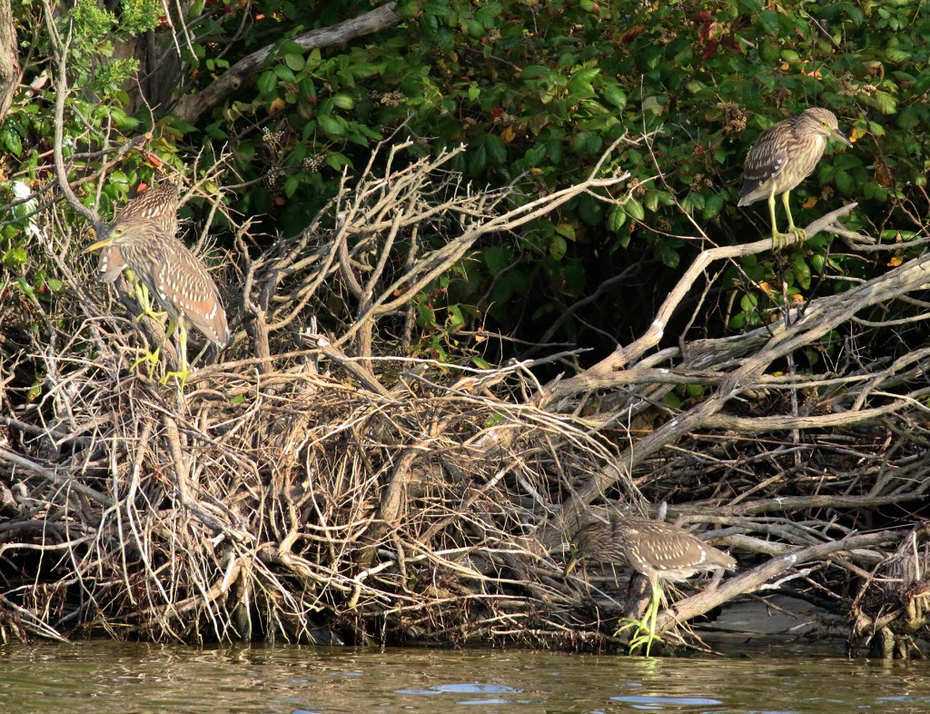 Immature Black-crowned Night-herons