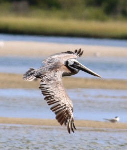 Pelican in flight