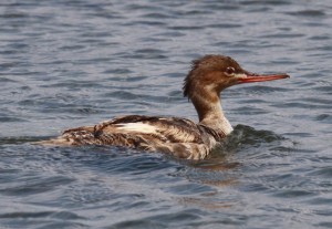 Red-breasted Merganser July-23-2014