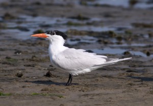 Royal Tern