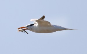 Royal Tern feeding