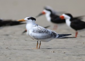 Royal Tern juvenile