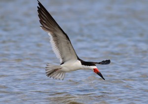 Skimmer flight