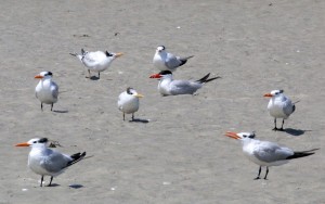 Tern comparison