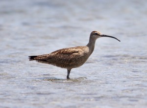 Whimbrel