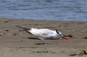 Yoga Tern