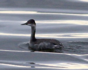 Eard Grebe