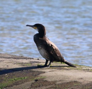 Great Cormorant