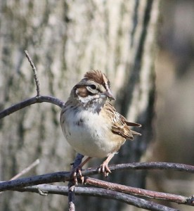 Lark Sparrow