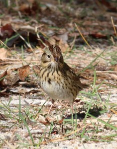 Lincoln's Sparrow