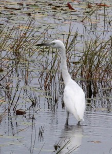 Little Blue Heron