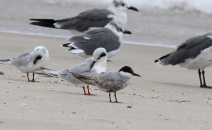 Whiskered Tern