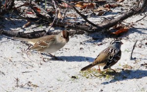 White-crowned Sparrows