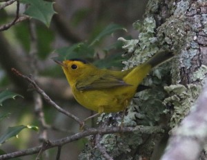 Wilsons Warbler